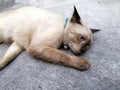 catÃ¢â¬â¹ sad pet Royalty Free Stock Photo